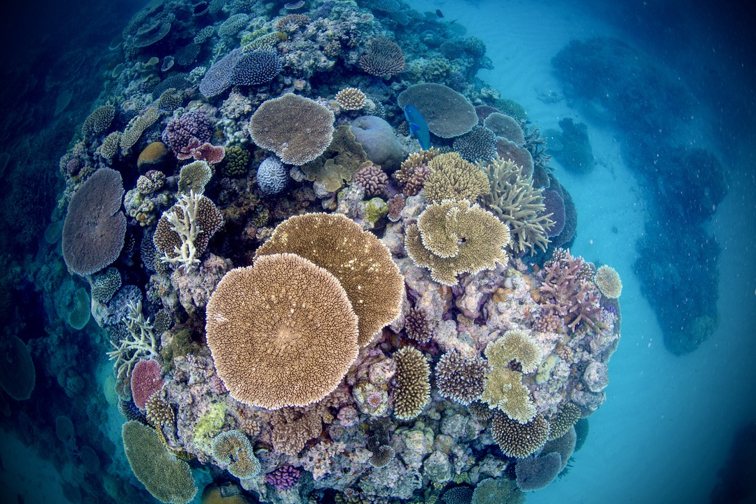 Coralus – An ecosystem of women change makers    –   October 2023
