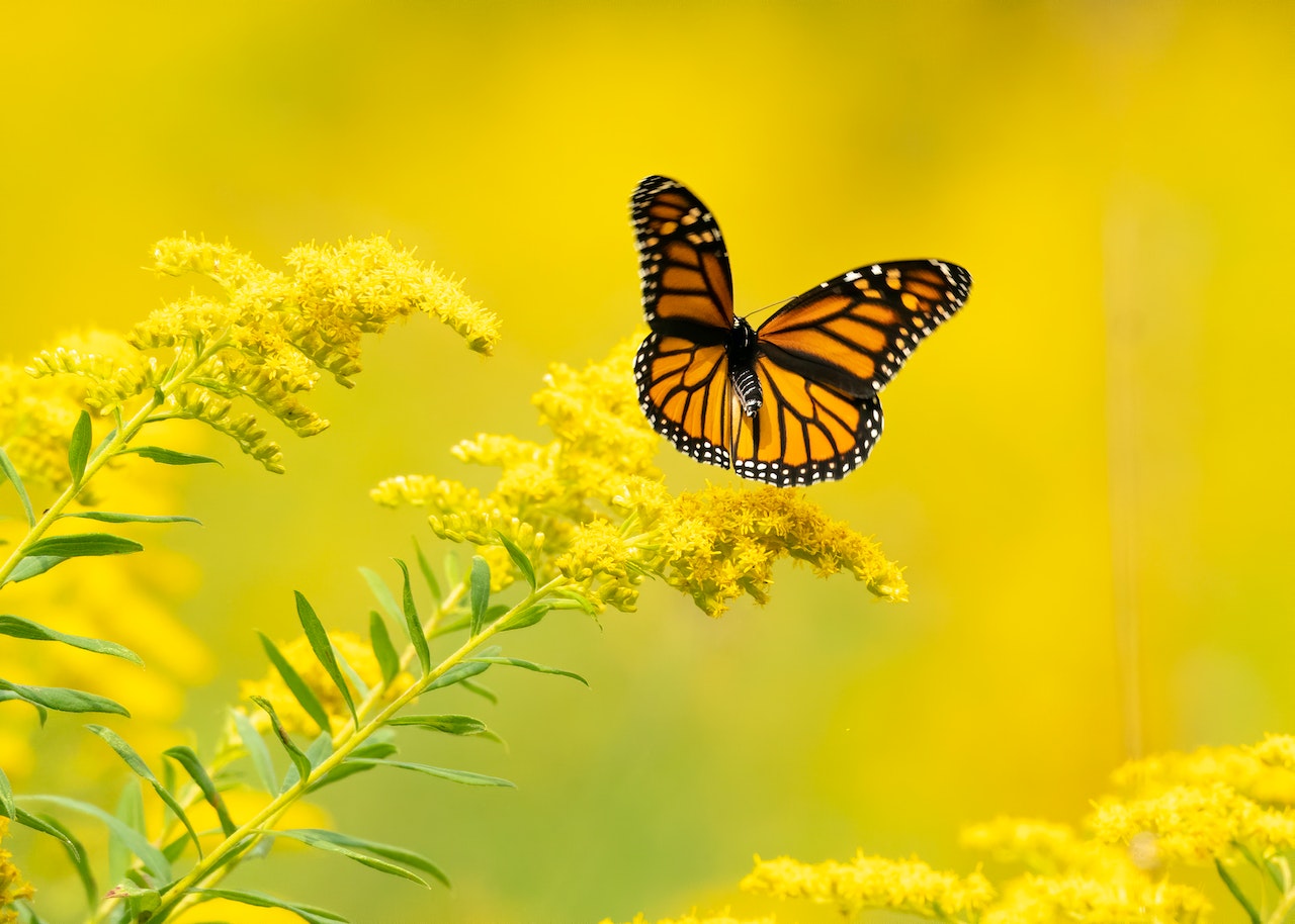 Story Pollinators program – February 2024